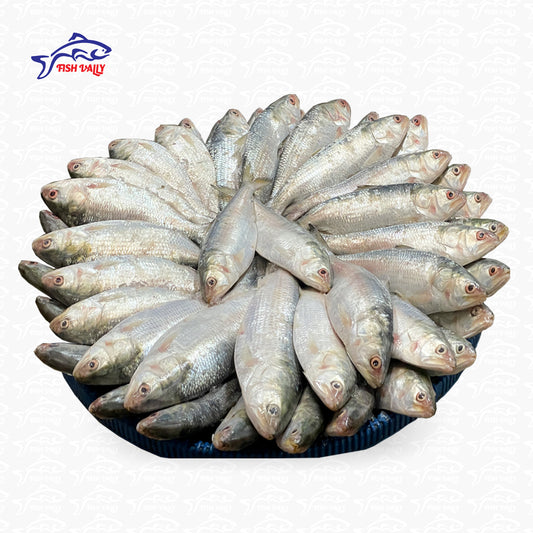 টেম্পু ইলিশ (৫ কেজির প্যাকেজ)