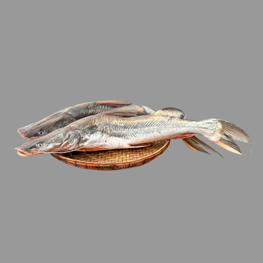 Ayer Fish (আইর মাছ) - Price: 1,800Tk per kg | Size: 5-8 kg