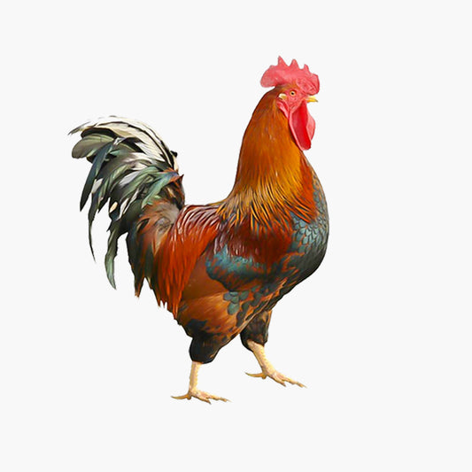 Deshi Morog (দেশি মোরগ)