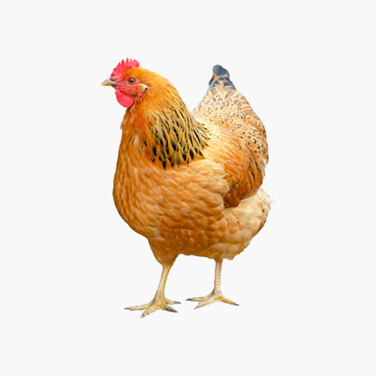 Local Chicken (দেশি মুরগী)