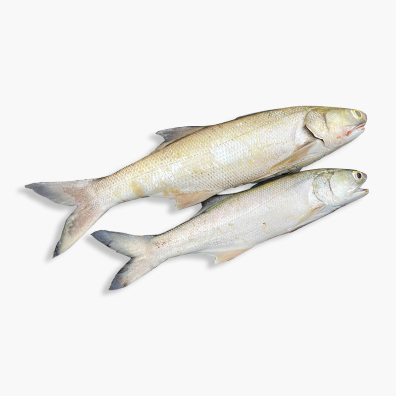 Deshi Salmon (তাইরে মাছ) - Price: 850 | Size: 2kg