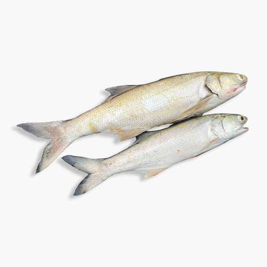 Deshi Salmon (তাইরে মাছ) - Price: 850 | Size: 2kg