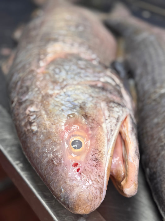 Lakkha Fish (লাক্ষা মাছ)