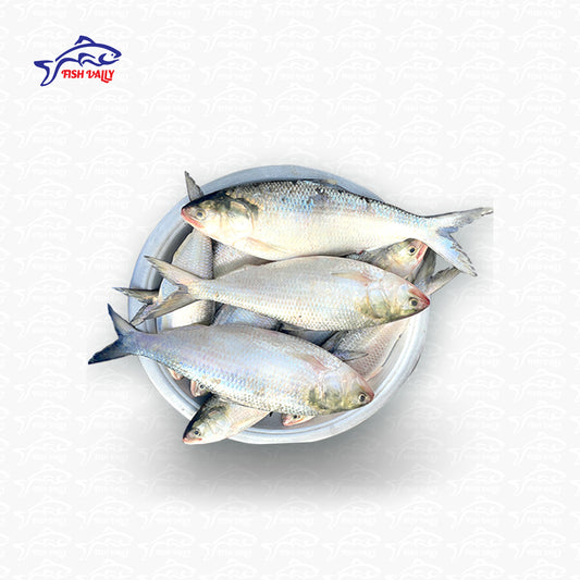 Hilsha ( রুপালী ইলিশ)