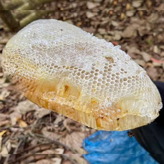 Sundarban's Honey (সুন্দরবনের খলিশা ফুলের মধু)