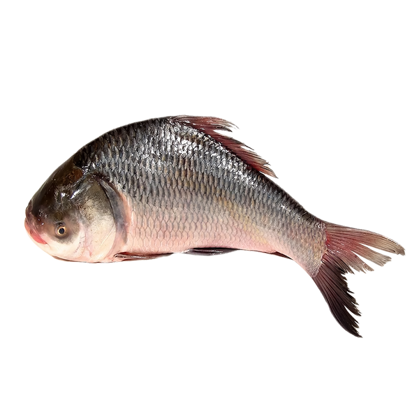 Katla Fish / কাতল মাছ 5-6.9 kg Size Per KG 950 Tk