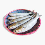 Khussul/ভাঙ্গন মাছ
