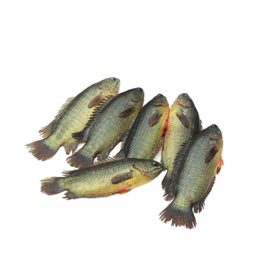 Deshi Koi Fish (দেশি কই মাছ)
