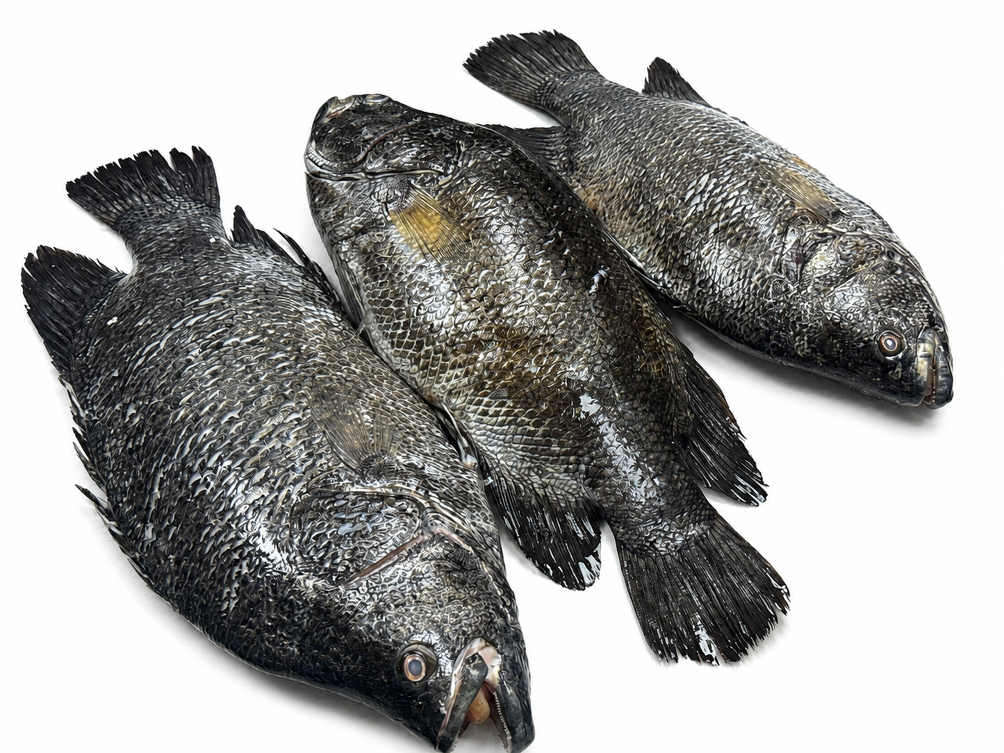 Koi Koral ( কৈ কোরাল )