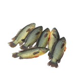 Deshi Koi Fish / দেশি কই মাছ