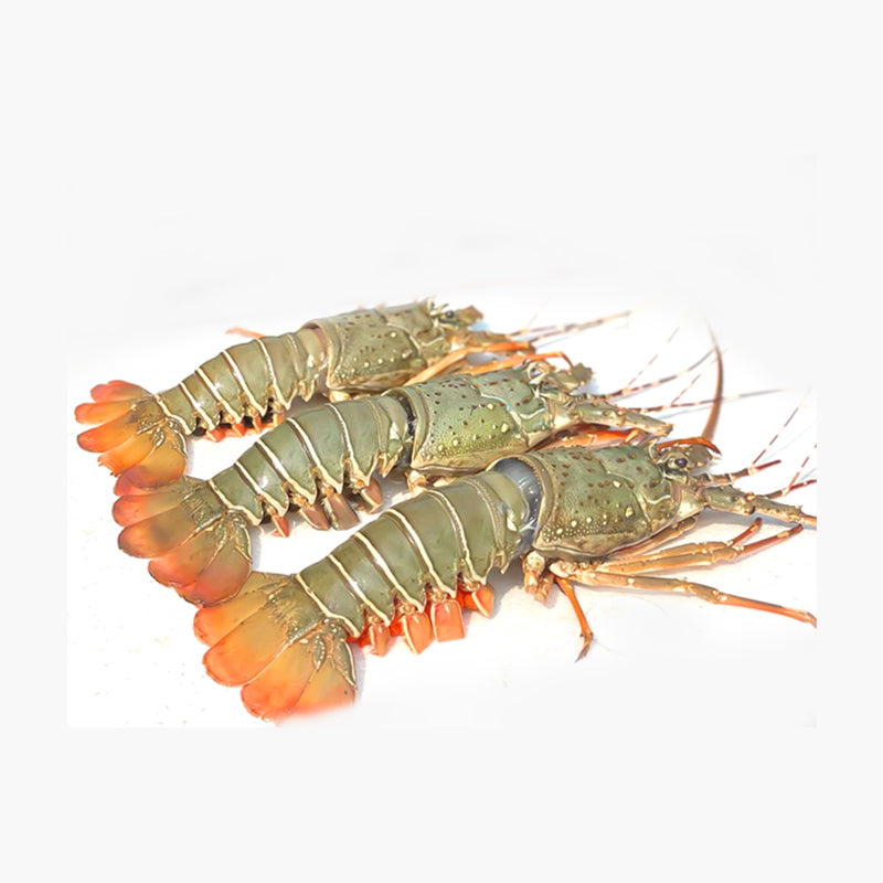 Lobster (লবস্টার)