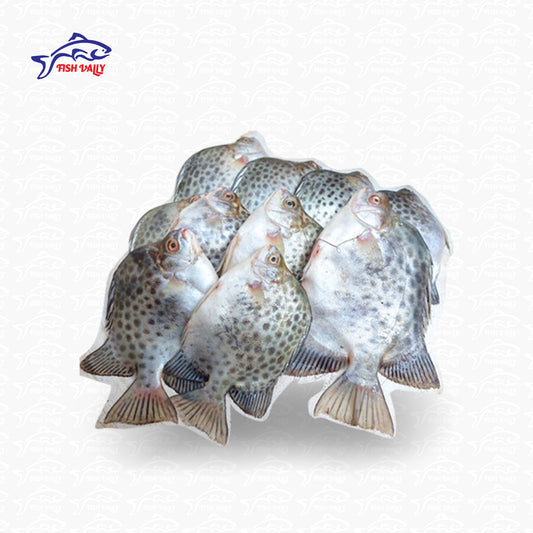 Payra Fish (পায়রা মাছ)