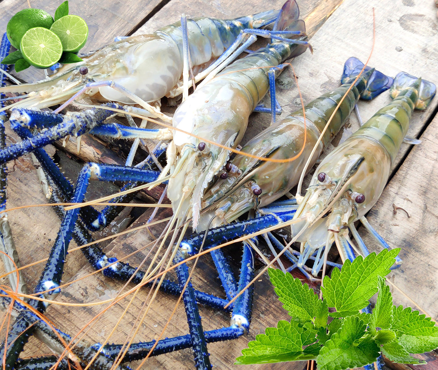 Golda Prawn/গলদা চিংড়ী