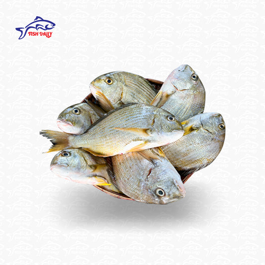 Datina Fish (দাতিনা মাছ)