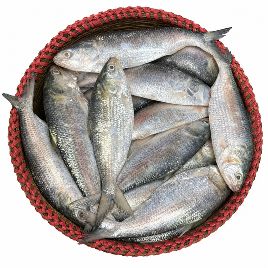 Tempu Ilish / Hilsha ( টেম্পু ইলিশ )