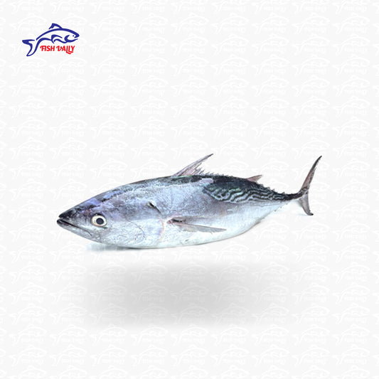 Tuna Fish (টুনা মাছ) Whole