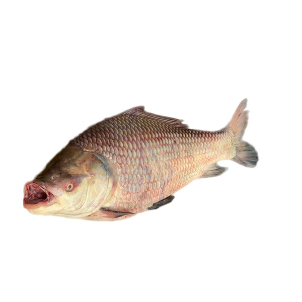 Katla Fish / কাতল মাছ 7-10 kg Size Per KG 1250 Tk