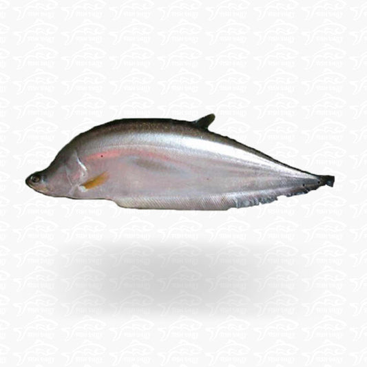 Citol Fish (চিতল মাছ) - Price: 920Tk per kg | Size: 3-5 kg