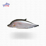 Citol Fish (চিতল মাছ) - Price: 1,100Tk per kg | Size: 5-7 kg