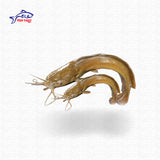 Deshi Magur (দেশি মাগুর)