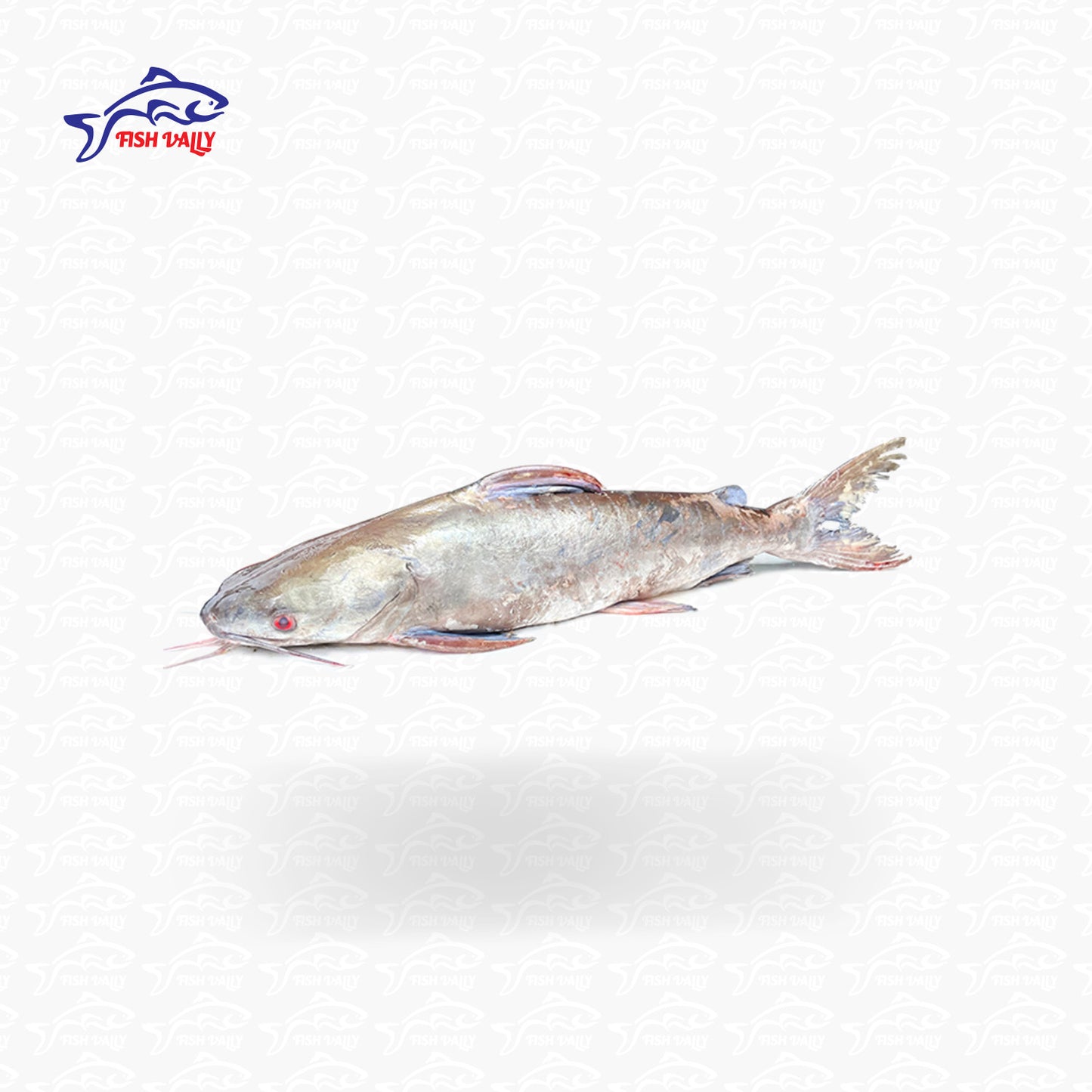 Mocon Fish (মোচন মাছ) - Size: 2-4 kg