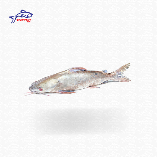 Mocon Fish (মোচন মাছ) - Size: 2-4 kg 550 tk per KG