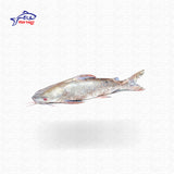 Mocon Fish (মোচন মাছ) - Size: 2-4 kg