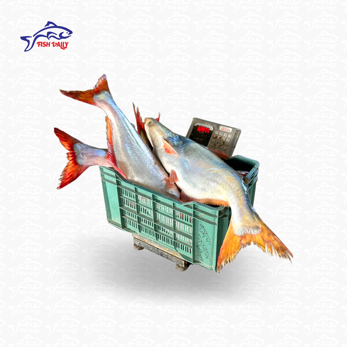 Pangash Fish (পাঙ্গাশ মাছ) - Price: 1,150Tk per kg | Size: 5-8 kg