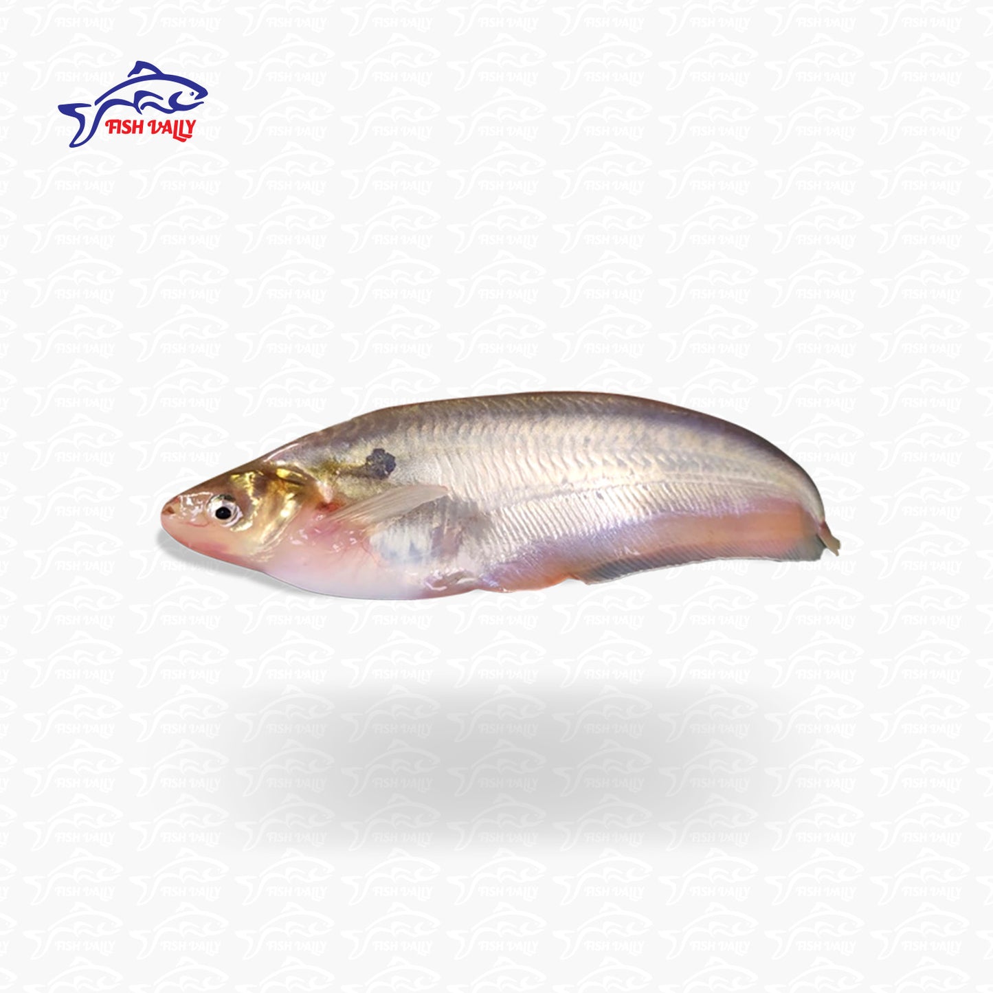 Pabda Fish (পাবদা মাছ)