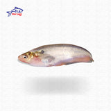 Pabda Fish (পাবদা মাছ)
