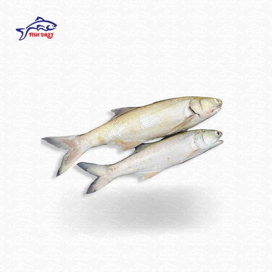 Deshi Salmon (তাইরে মাছ) - Price: 1050 | Size: 3kg