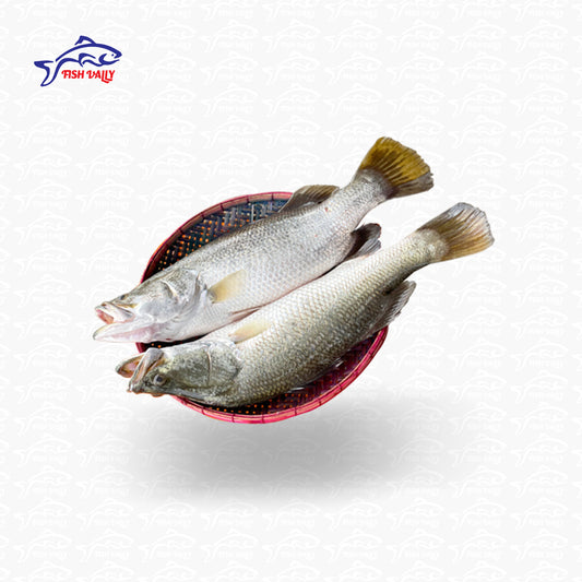 River Koral Fish (নদীর কোরাল/ভেটকি) - Price: 950Tk per kg | Size: 1-2 kg