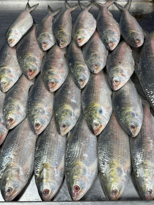 Tempu Ilish / Hilsha ( টেম্পু ইলিশ )