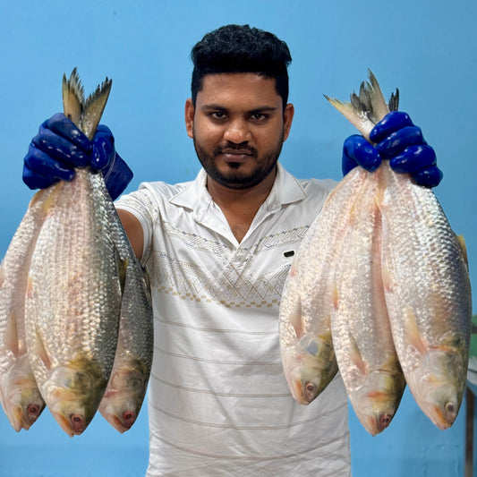 Hilsha Fish 1.5 KG Size (3500 TK per KG) (Premium Quality)