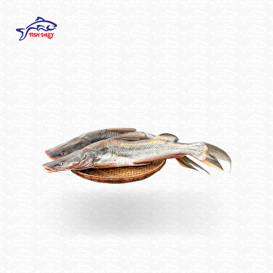 Ayer Fish (আইর মাছ) - Price: 1,400Tk per kg | Size: 2-3 kg