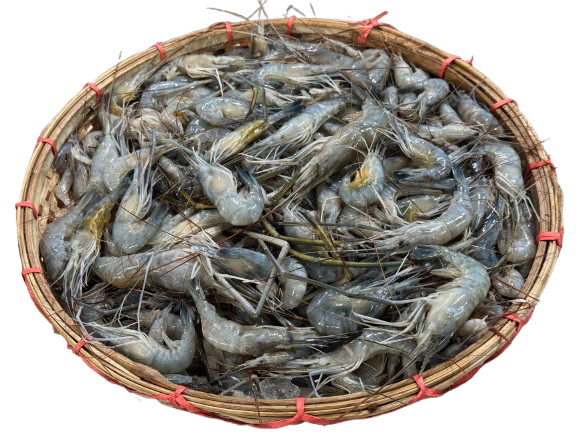 Mou Kathali ( মৌ কাঠালি )