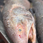 Lakkha Fish (লাক্ষা মাছ)