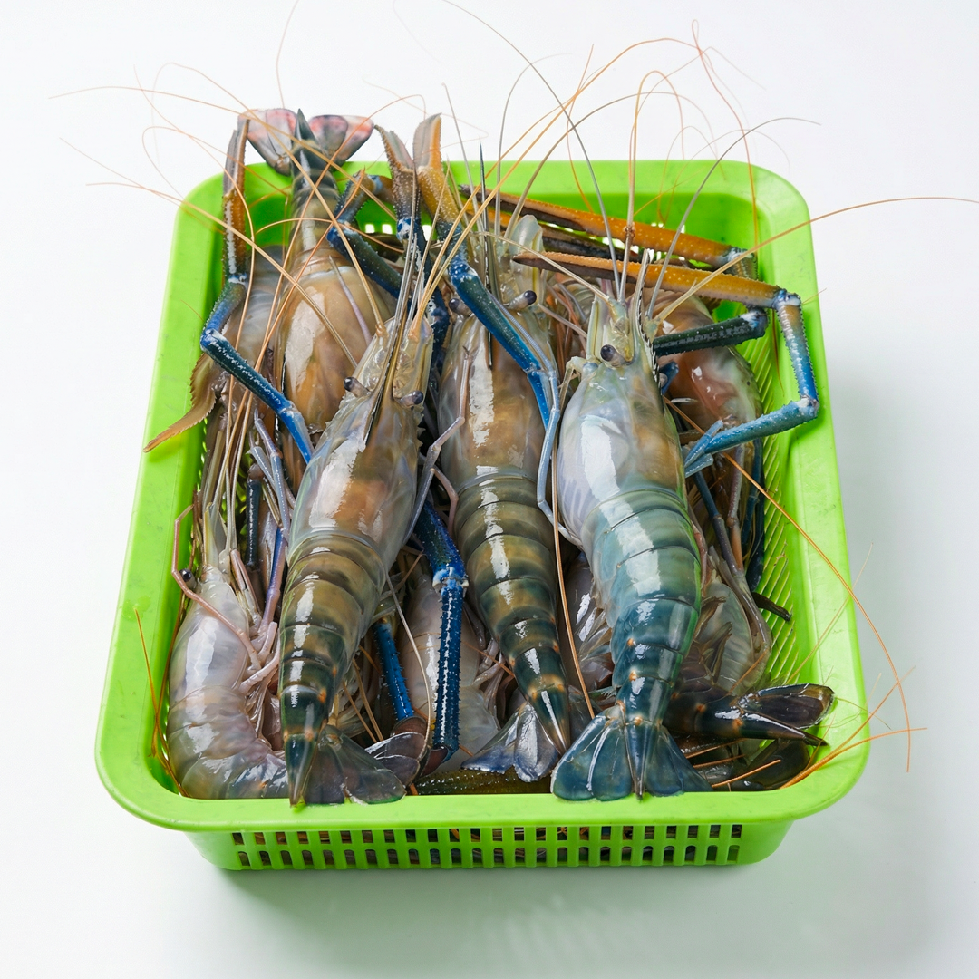Golda Prawn (গলদা চিংড়ি)