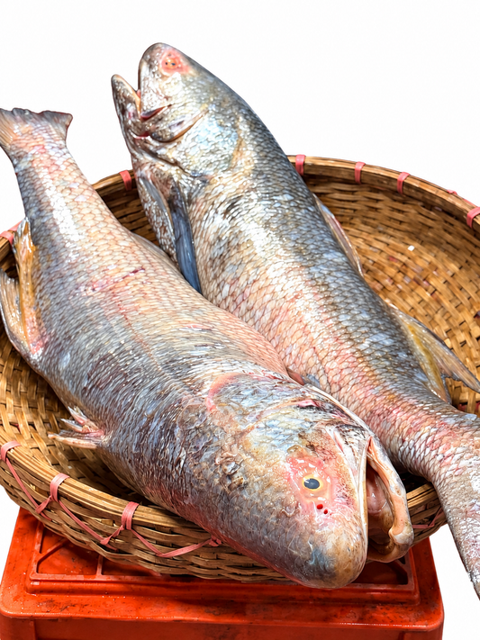 Lakkha Fish (লাক্ষা মাছ)