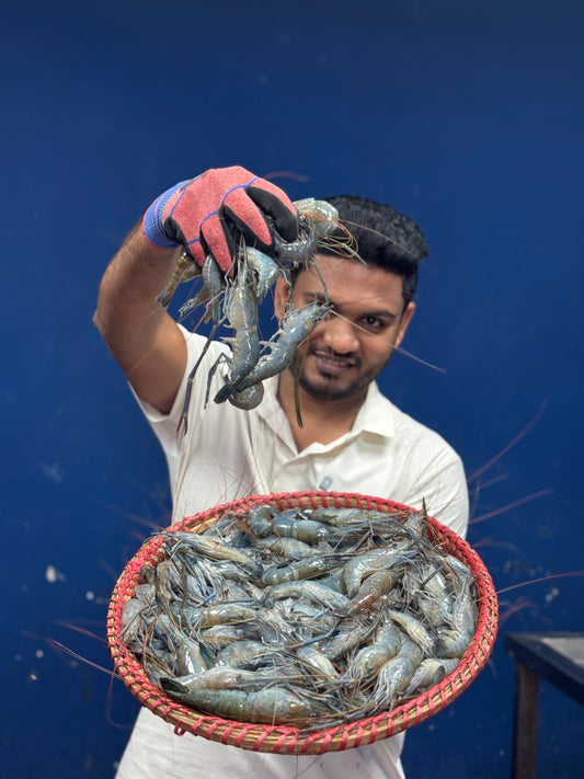 Motka Chingri (মটকা চিংড়ি)