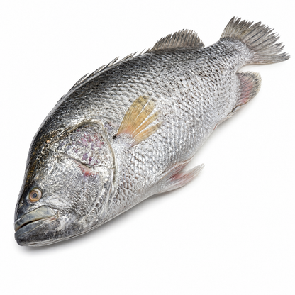 Koi Koral ( কৈ কোরাল )
