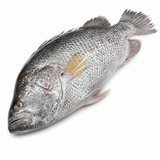 Koi Koral ( কৈ কোরাল )