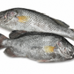 Koi Koral ( কৈ কোরাল )
