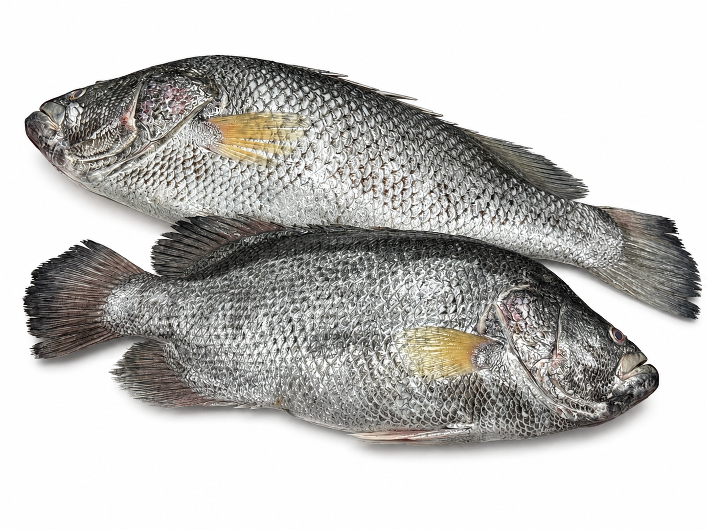 Koi Koral ( কৈ কোরাল )