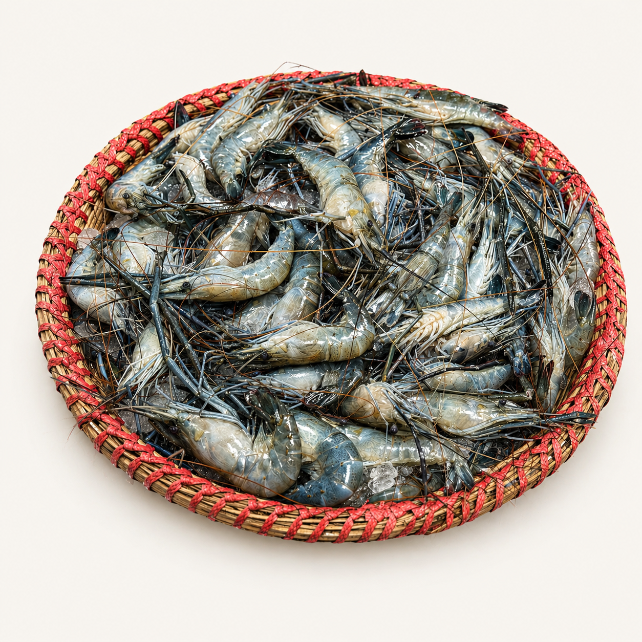 Motka Chingri (মটকা চিংড়ি)
