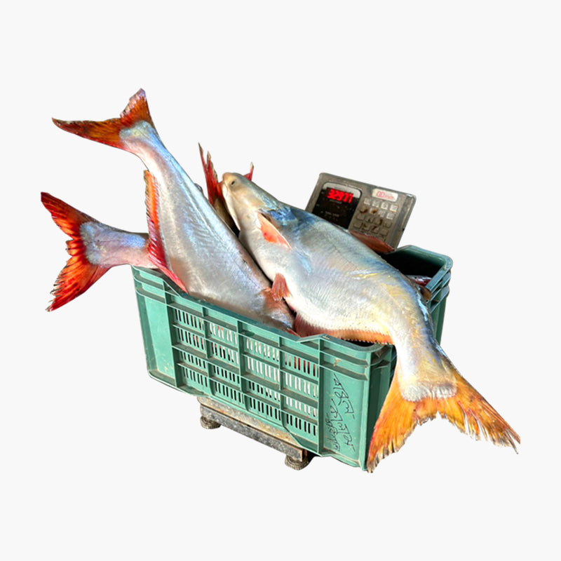 Pangas 6.8 KG Size Whole (1150 TK KG)