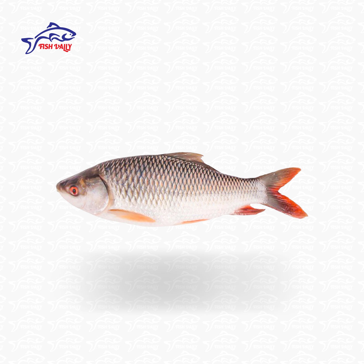 Rui Fish (রুই মাছ) - Price: 1,050Tk per kg | Size: 5-7 kg – Fish Vally