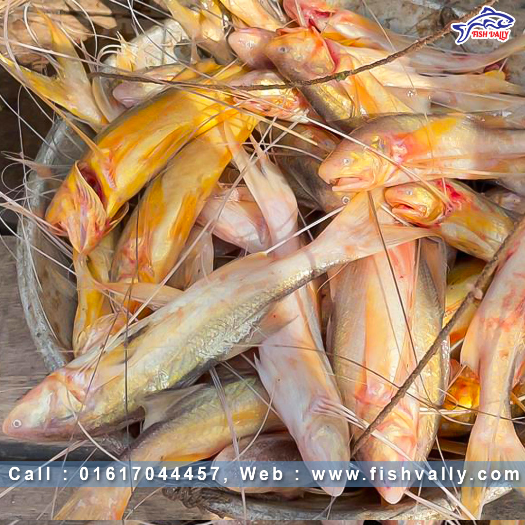 Taposi Fish (তাপসী মাছ) – Fish Vally