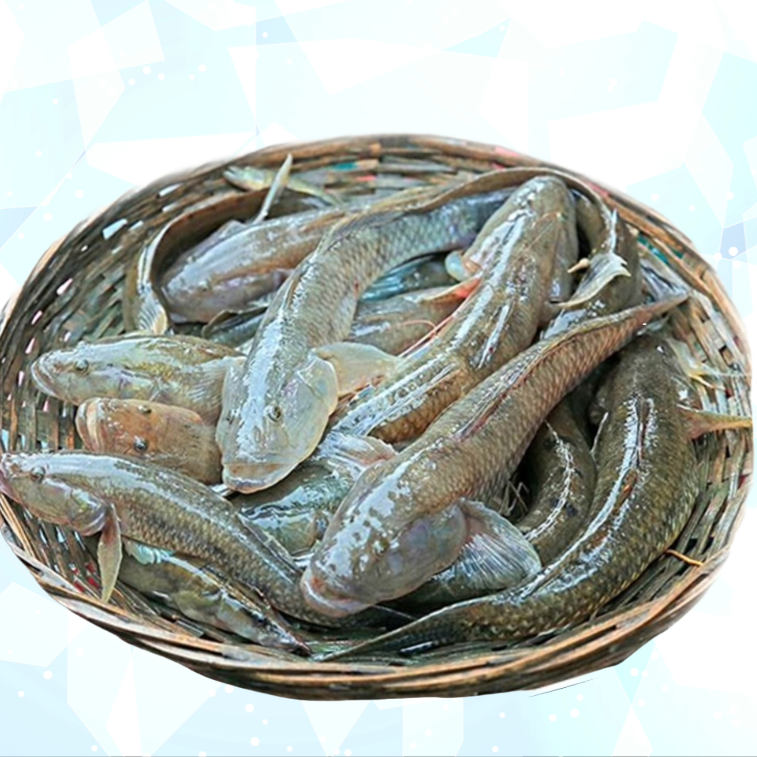 Baila Fish (বাইলা মাছ)