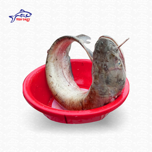 Boal Fish (বোয়াল মাছ) - Price: 1,250Tk per kg | Size: 1-3 kg